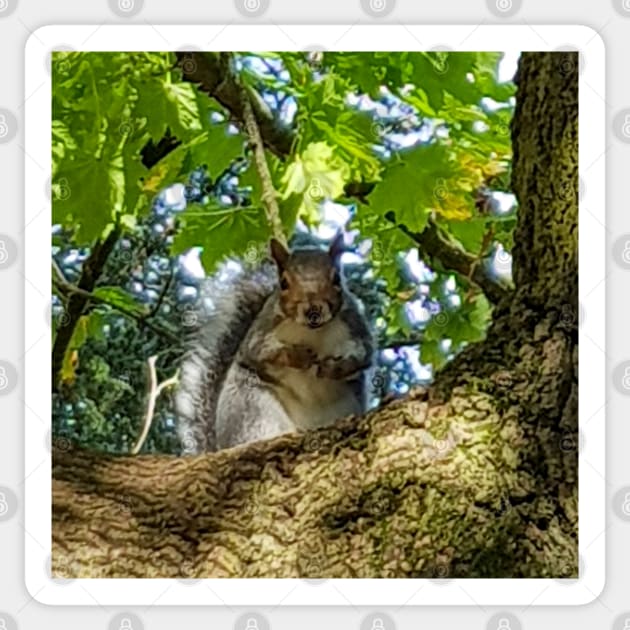 Animals in Trees A Squirrel Sticker by ellenhenryart